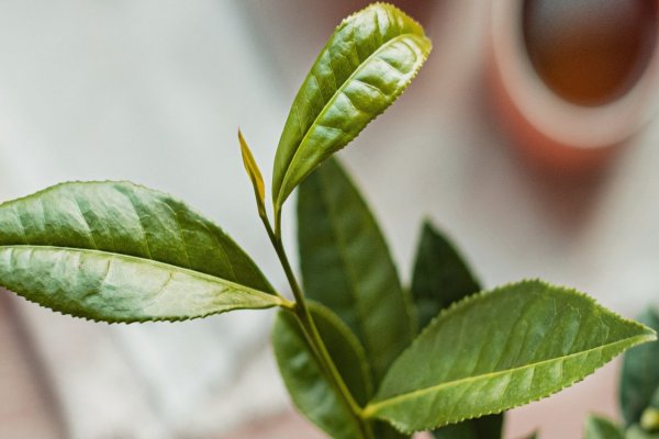 Čajovník čínský (Camellia sinensis)