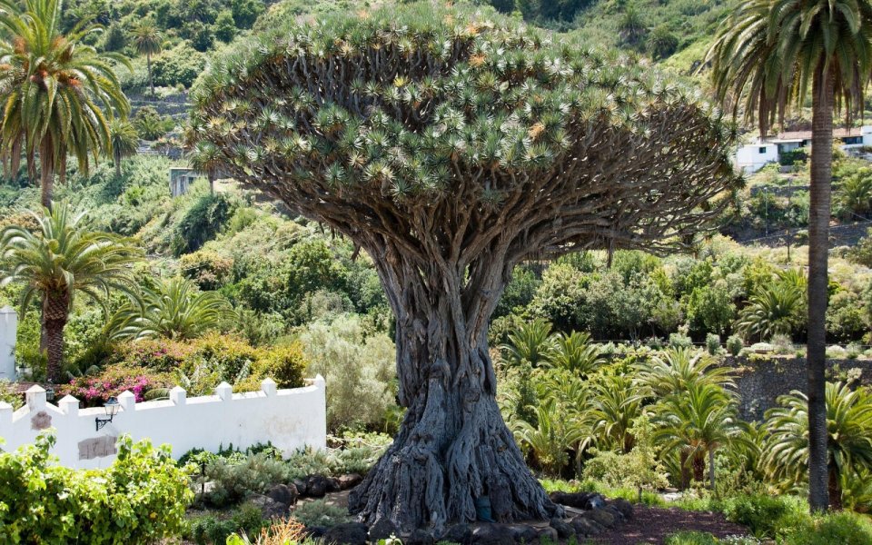 Dračinec rumělkový (Dracaena cinnabari), dračí strom