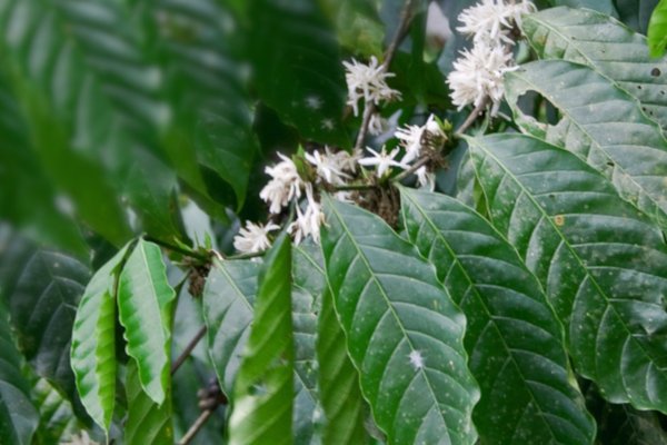 Kávovník arabský (Coffea arabica)