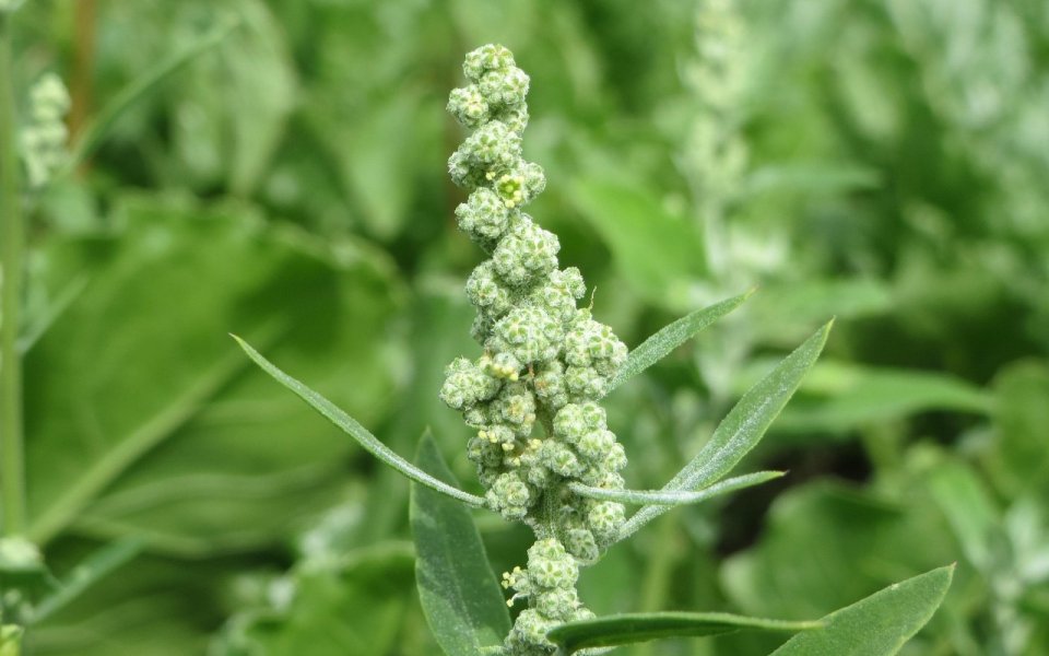 Merlík bílý (Chenopodium album)