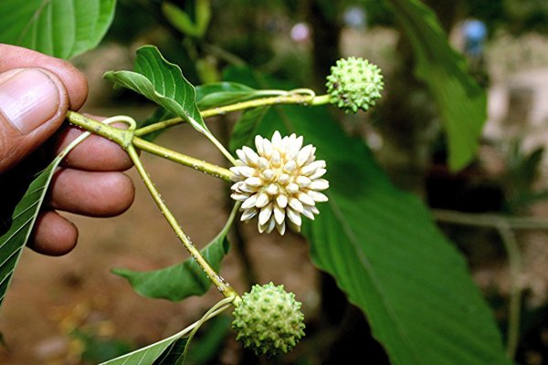 Mitragyna speciosa (kratom)