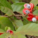 Paulinie nápojná (Paullinia cupana) - guarana