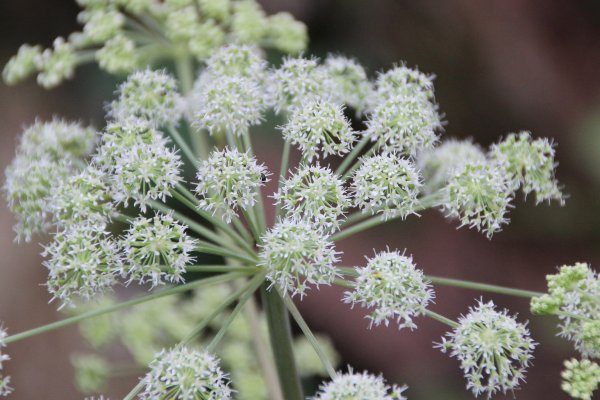 Andělika čínská (Angelica sinensis)