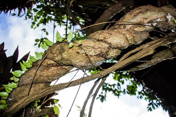 Ayahuasca