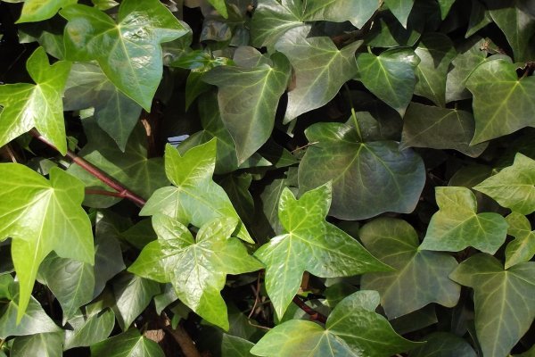 Hedera helix Hedera helix