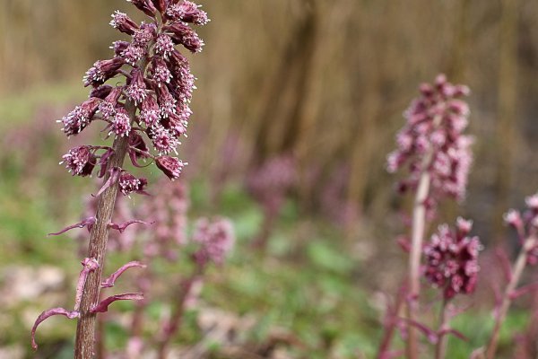 Devětsil lékařský