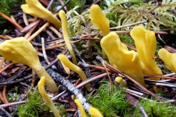 Cordyceps