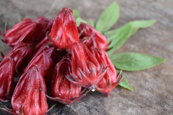 Ibišek súdánský (Hibiscus sabdariffa)
