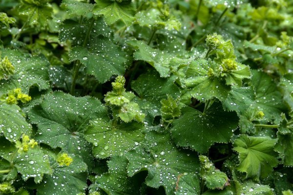 Kontryhel žlutozelený (Alchemilla xanthochlora)