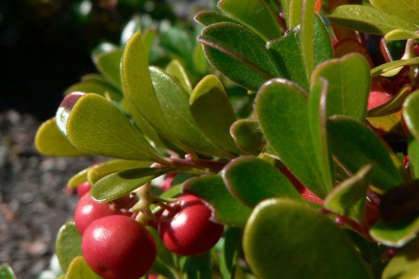 Medvědice lékařská - Arctostaphylos uva-ursi