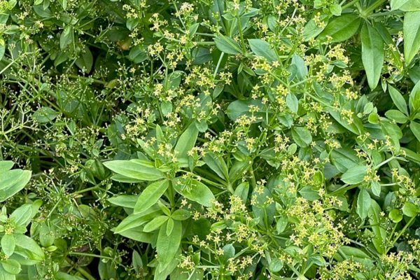 Mořena barvířská