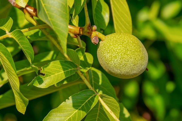 Ořešák královský (Juglans regia)
