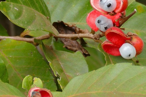 Paulinie nápojná (Paullinia cupana) - guarana