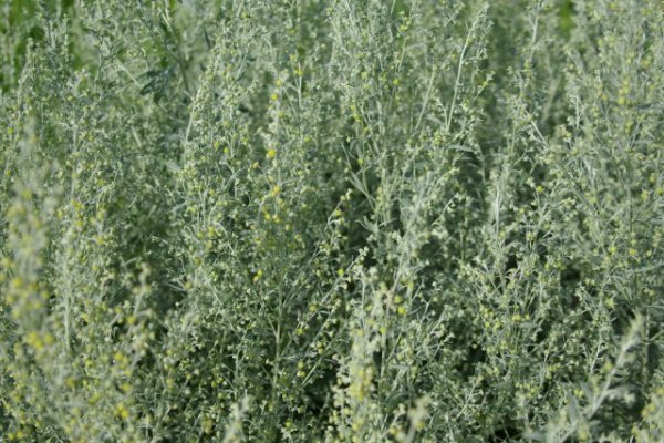 Artemisia absinthium