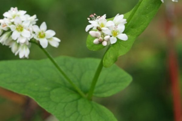 Pohanka obecná