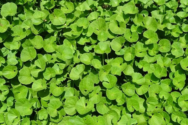 Pupečník asijský - Centella asiatica