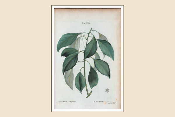 Skořicovník kafrový (Laurus camphora) na rytině P.-J. Redoutého z roku 1801, New York Public Library, public domain