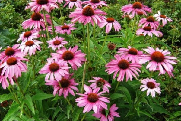Echinacea 1.jpg