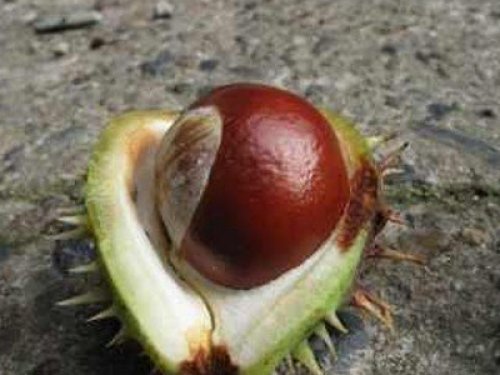 Tinktura - Jírovec maďal