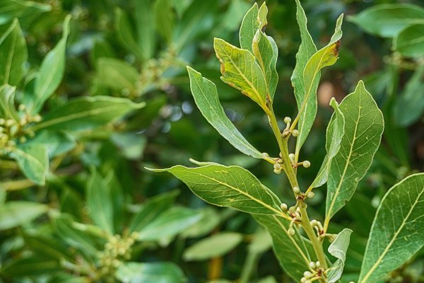 Vavřín vznešený (Laurus nobilis L.)