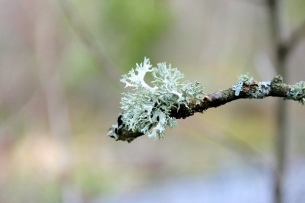 Sirup z lišejníku islandského