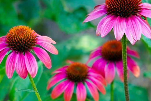 Tinktura - echinacea
