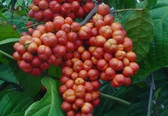 Guarana.jpg