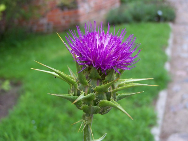 Ostropestřec.jpg