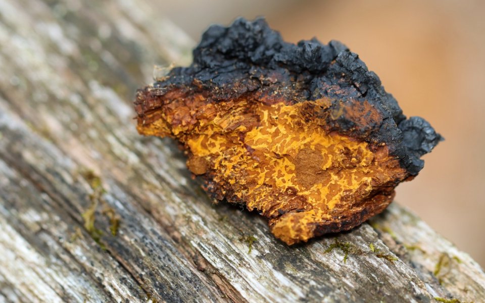 Inonotus obliquus